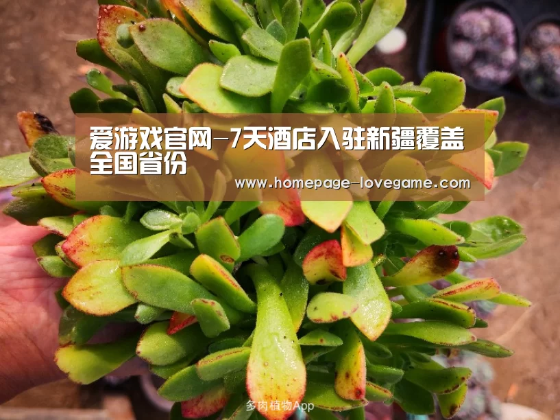 爱游戏官网-7天酒店入驻新疆覆盖全国省份(图1) 爱游戏体育下载